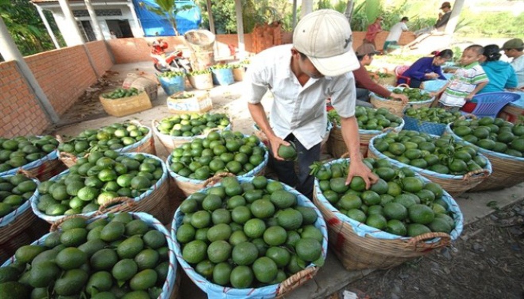 Giá cam sành Vĩnh Long giảm sốc ngay đầu vụ, nông dân lỗ 2.000 đồng/kg