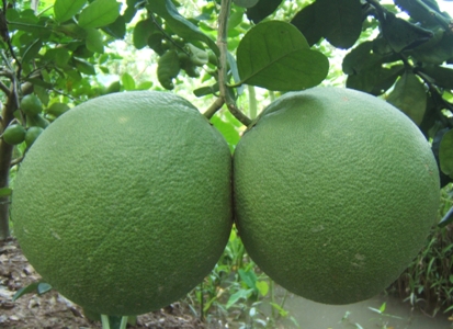 BƯỞI TẾT KHAN HÀNG GIÁ TĂNG CAO