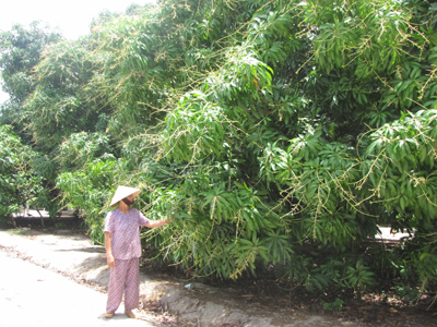 Xoài Tết không đậu trái - người dân thất thu