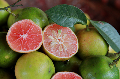 3.000 đồng một kg chanh đào