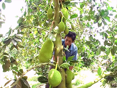 Giá mít Thái siêu sớm ở ĐBSCL tăng kỷ lục, nhà vườn bội thu