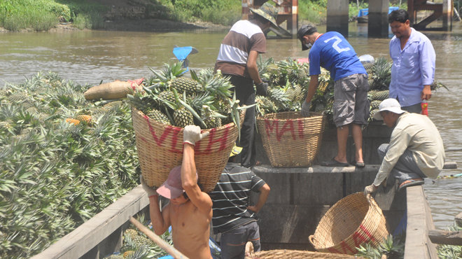 Thương lái Trung Quốc săn lùng cả dứa non