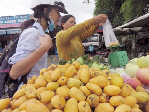 Xoài tí hon Trung Quốc tràn vào Việt Nam