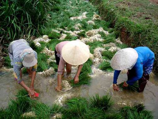 Quảng Nam: Giá kiệu bấp bênh, nông dân lo mất Tết