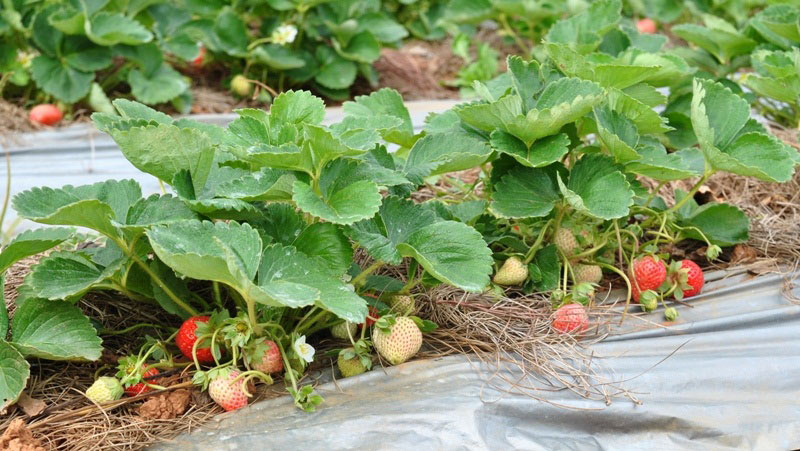 vườn dâu sạch vườn dâu sạch